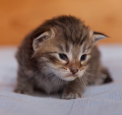 Jukka - 3 weeks old