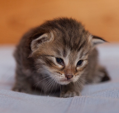 Jukka - 3 weeks old
