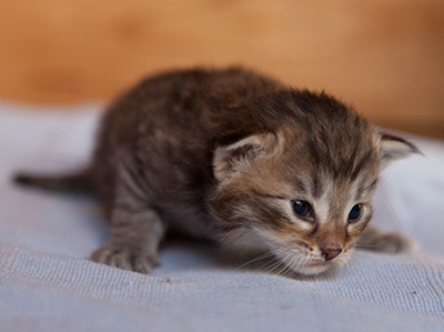 Jukka - 3 weeks old