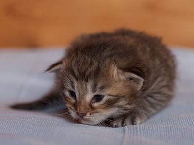 Jukka - 3 weeks old