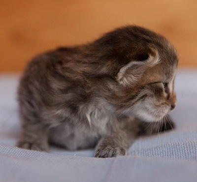 Jukka - 3 weeks old