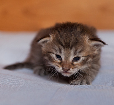 Jukka - 3 weeks old