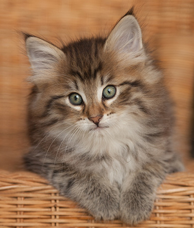 Jukka - 7 weeks old