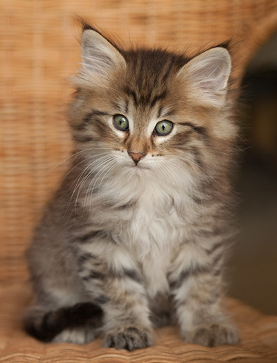 Jukka - 7 weeks old