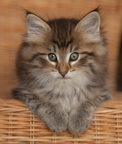 Jukka - 7 weeks old