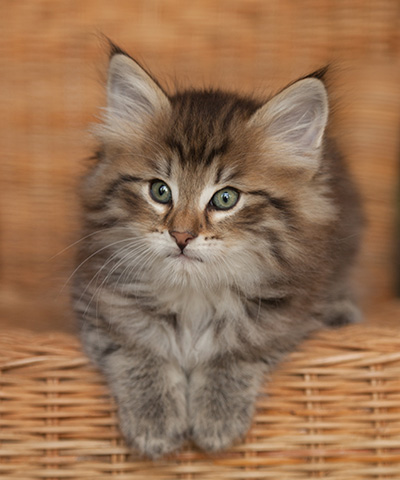 Jukka - 7 weeks old