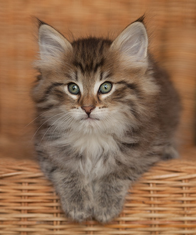 Jukka - 7 weeks old