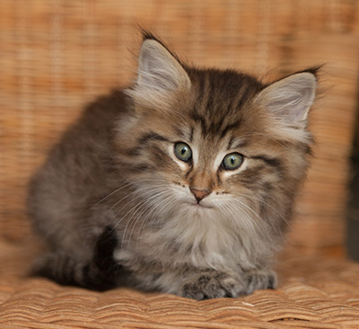 Jukka - 7 weeks old