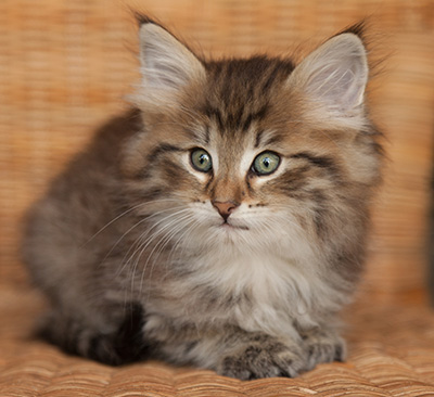 Jukka - 7 weeks old