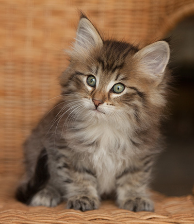 Jukka - 7 weeks old