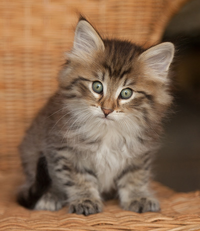 Jukka - 7 weeks old