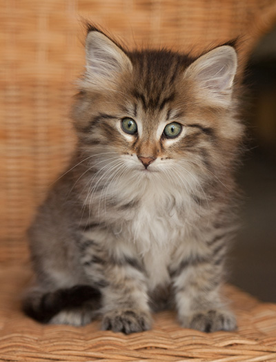 Jukka - 7 weeks old