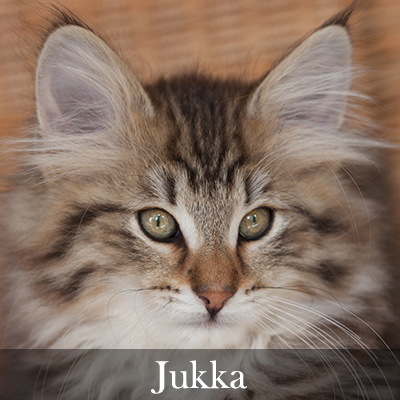 Jukka