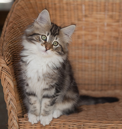 Juli - 12 weeks old