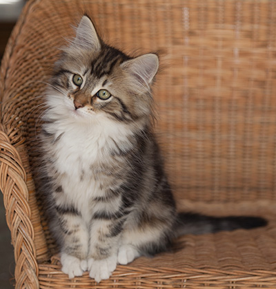 Juli - 12 weeks old