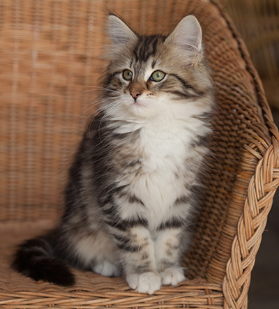Juli - 12 weeks old