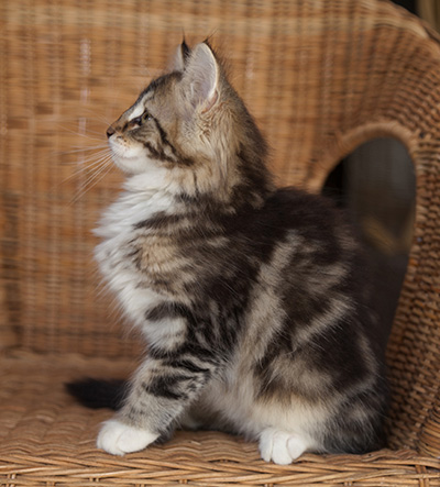 Juli - 12 weeks old