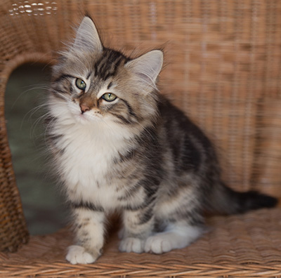 Juli - 12 weeks old