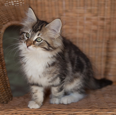 Juli - 12 weeks old