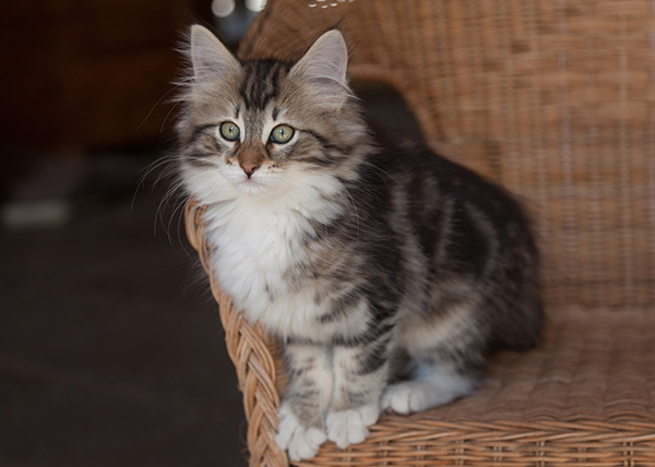 Juli - 12 weeks old