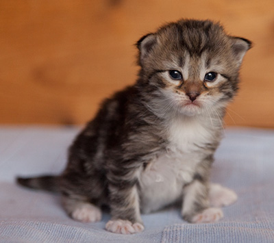 Juli - 3 weeks old