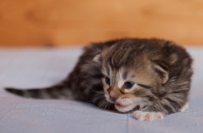 Juli - 3 weeks old