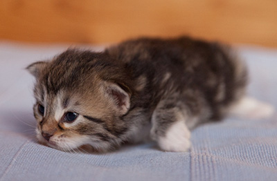 Juli - 3 weeks old