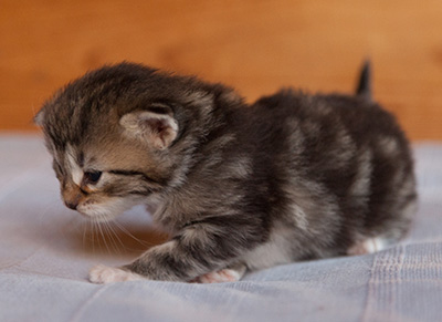 Juli - 3 weeks old
