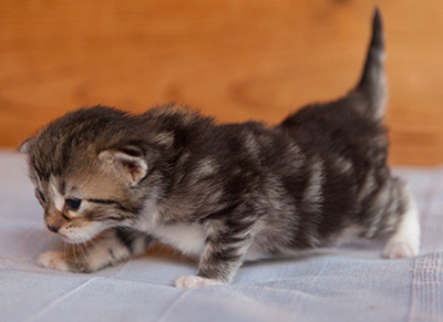 Juli - 3 weeks old