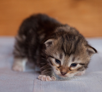 Juli - 3 weeks old