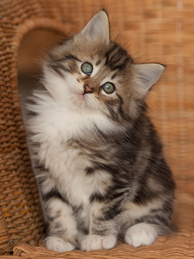 Juli - 7 weeks old