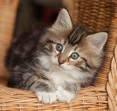 Juli - 7 weeks old