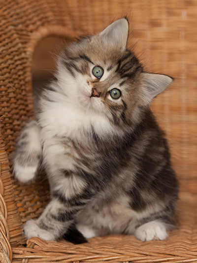 Juli - 7 weeks old
