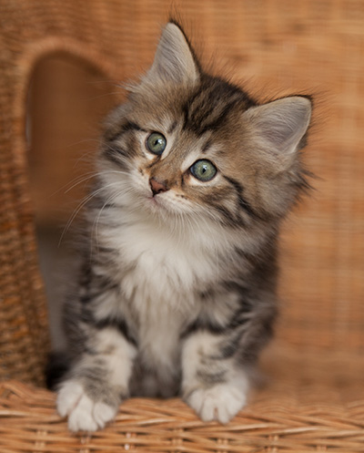 Juli - 7 weeks old