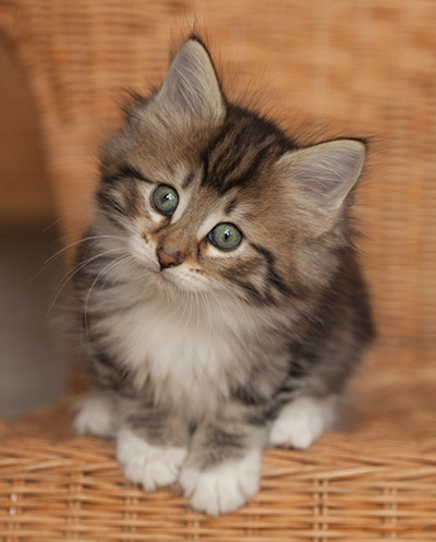 Juli - 7 weeks old