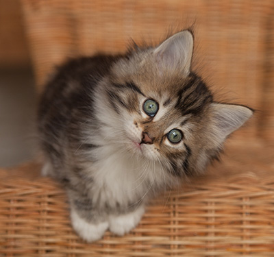 Juli - 7 weeks old