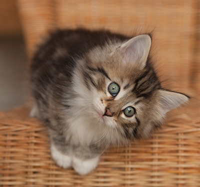 Juli - 7 weeks old