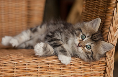 Juli - 7 weeks old