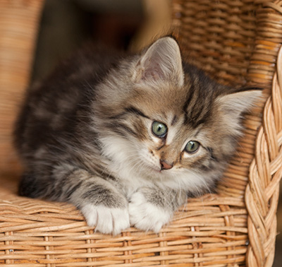 Juli - 7 weeks old