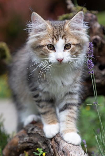Paddington - 12 weeks old