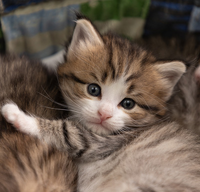 Paddington - 4 weeks old