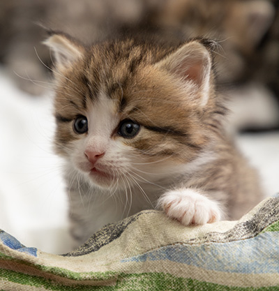 Paddington - 4 weeks old
