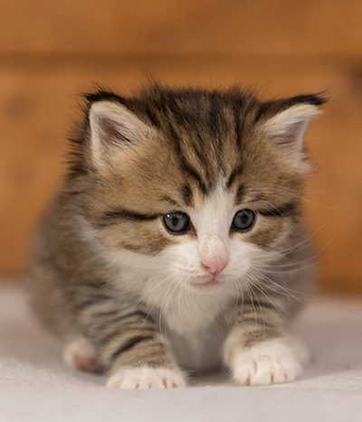 Paddington - 4 weeks old