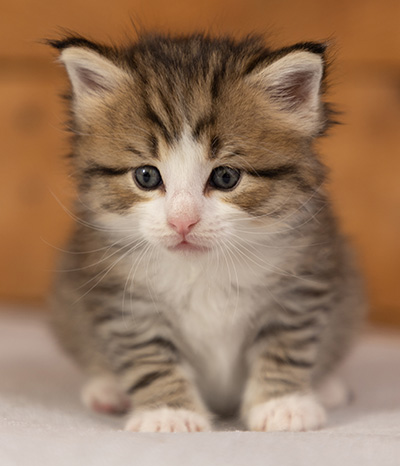 Paddington - 4 weeks old