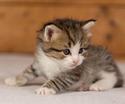 Paddington - 4 weeks old