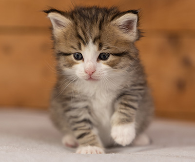 Paddington - 4 weeks old