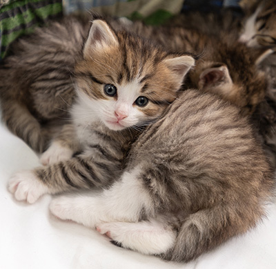 Paddington - 4 weeks old