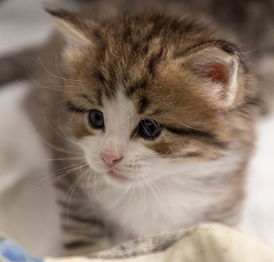Paddington - 4 weeks old