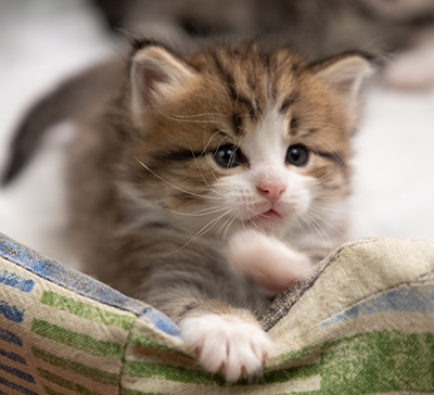 Paddington - 4 weeks old