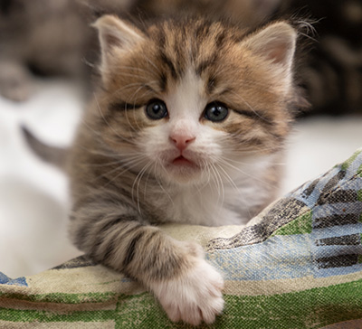 Paddington - 4 weeks old